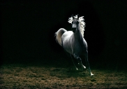 arabian horse180010001.JPG