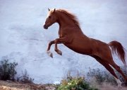 arabian horse180100010.JPG