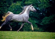 arabian horse180110011.JPG
