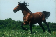 stallion830