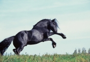 FRIESIAN HORSE180020002.JPG