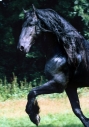 FRIESIAN HORSE180060006.JPG