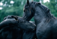 FRIESIAN HORSE180080008.JPG