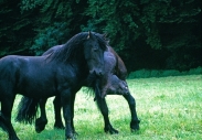 FRIESIAN HORSE180090009.JPG