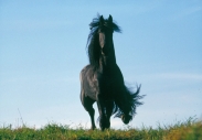 FRIESIAN HORSE180120012.JPG