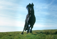 FRIESIAN HORSE180140014.JPG