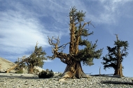 Pinus_1.jpg