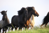 Iceland_Horses_011