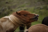 Iceland_Horses_124