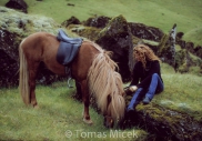 Iceland_Horses_137
