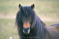 Iceland_Horses_140
