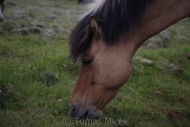 Iceland_Horses_167
