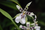 Orchis_034