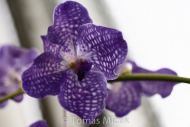 Orchis_051