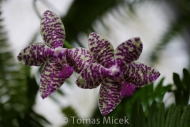 Orchis_056