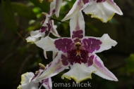 Orchis_094