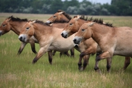 Horses Przewalski