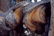 Trees_World_066