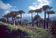 Trees_World_078