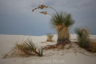 White_sands_008