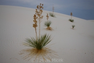 White_sands_009