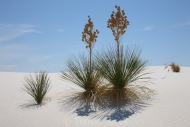 White_sands_029