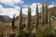 PUYA RAIMONDII2016PUYA RAIMONDII007.JPG