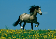 welsh cob horse22013013.png