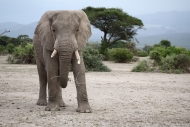 WILD ELEPHANT TANZANIA 2017